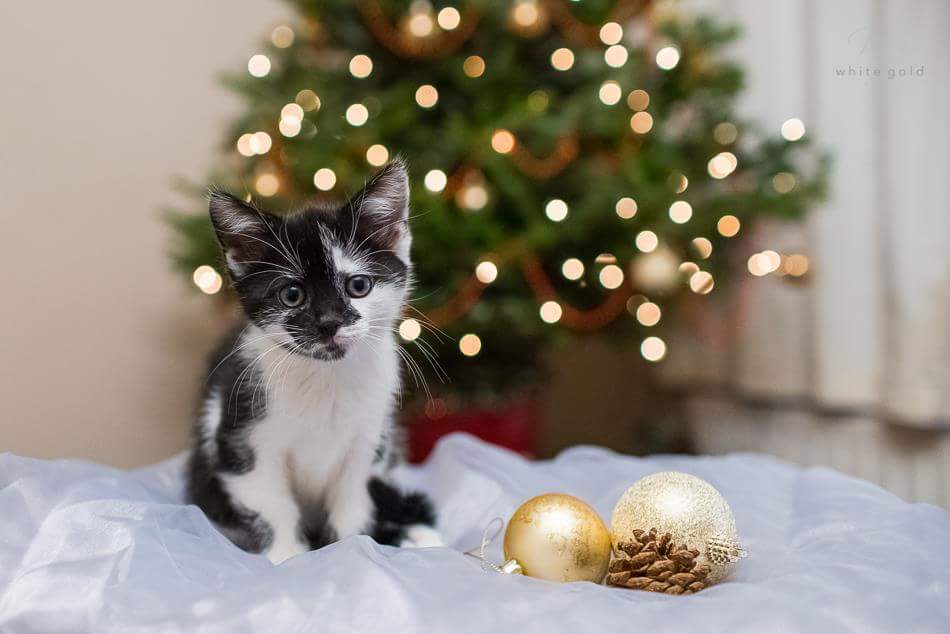 Merry Christmas twitter