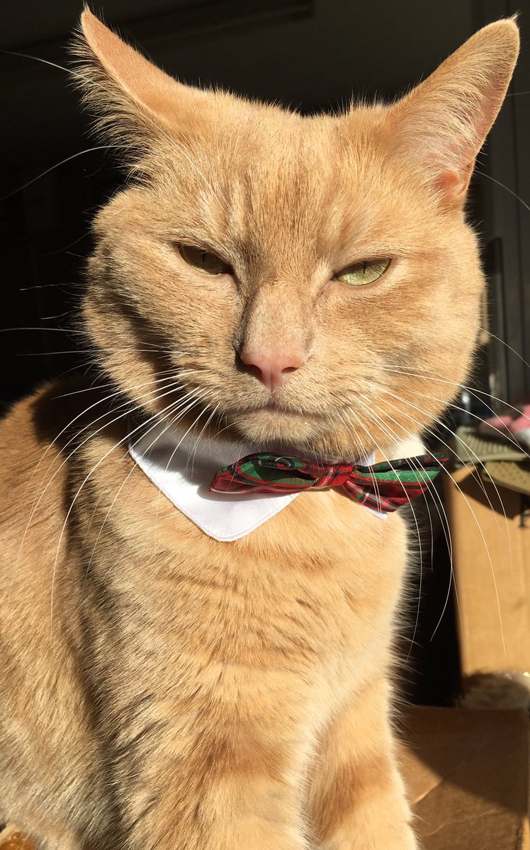 My revenge will be swift. Merry something or other. 😾😼😺😽