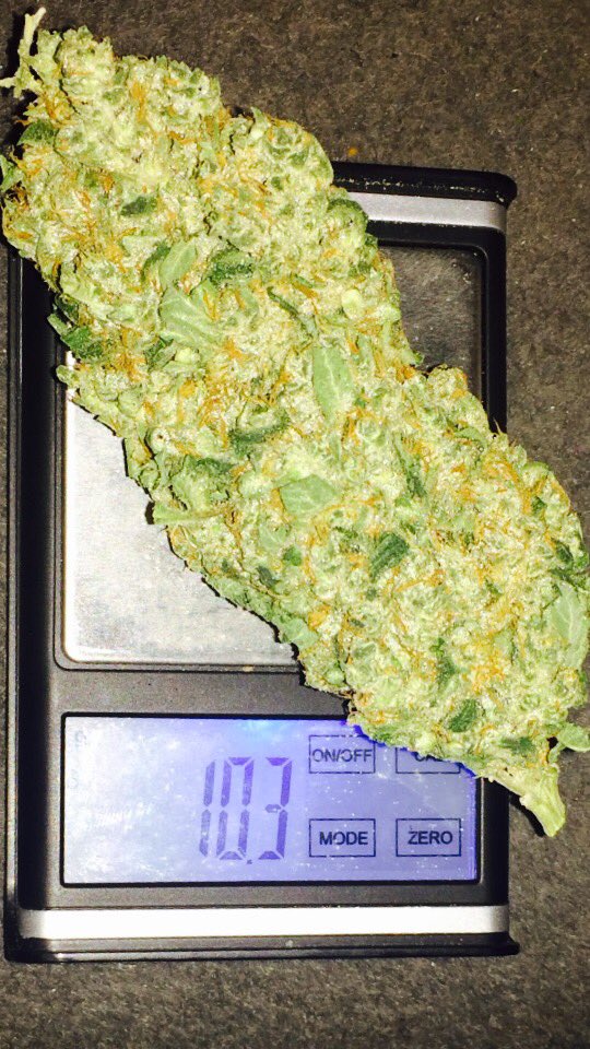 DANKbible_'s tweet photo. What's the biggest bud you've seen? https://t.co/XoWbPKX8Vd