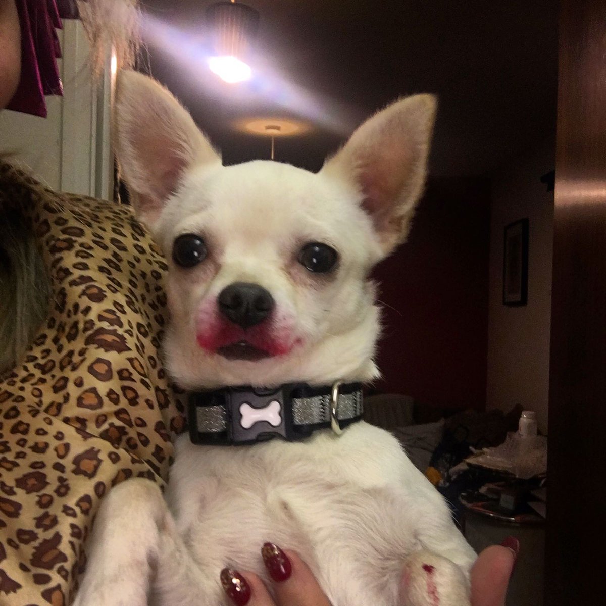 When your dog eats your lipstick 🐶 💄 😭