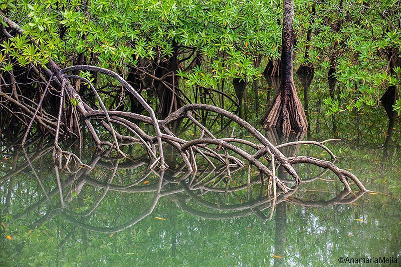 anamaria_mejia1's tweet photo. In the #Utria #NaturalNationalPark the intricate roots of the Red #Mangrove (Rhizophora ma… https://t.co/0hiApfHfZw https://t.co/tSee3VaCB0