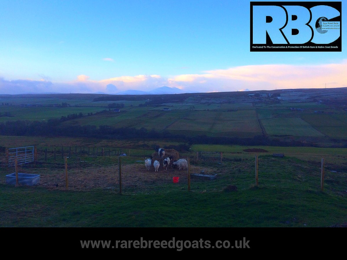 RareBreedGoats's tweet photo. Good Goats it's windy out there our Bagot Goats are not impressed with 'Storm Barbara' #bagots #rarebreedgoats #nativebreeds #caithness https://t.co/tjZuZzTwaL