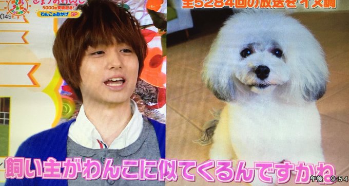 ハバニーズ 伊野尾家も飼っている珍しい犬種の歴史と特徴 はらさわ お役立ち通信