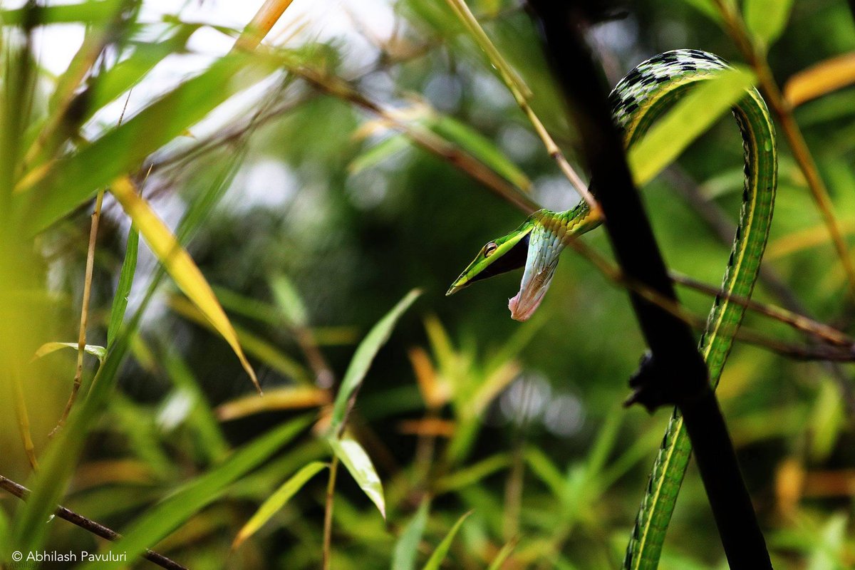 IndianSnakes's tweet photo. Abhilash saw a wild green vine snake for the first time in #2016. What’s your favourite #IndianSnakes #2016memory ? https://t.co/ZF90PcJ6v0