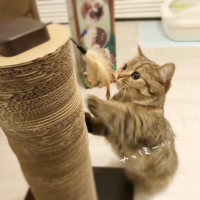 動物,犬,猫,しつけ,飼い方,育て方,病気,健康