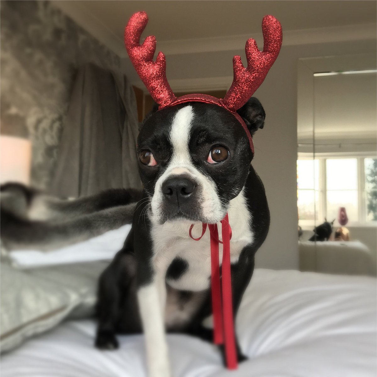 frankiesbook's tweet photo. Ok, I’ll give you one pose given it is Christmas Eve 🎄💖✨ #FrankieDoodlesClub #bestrong #bekind #beyou #love #bostonterrier #childrensbook https://t.co/aOQiCsENaS