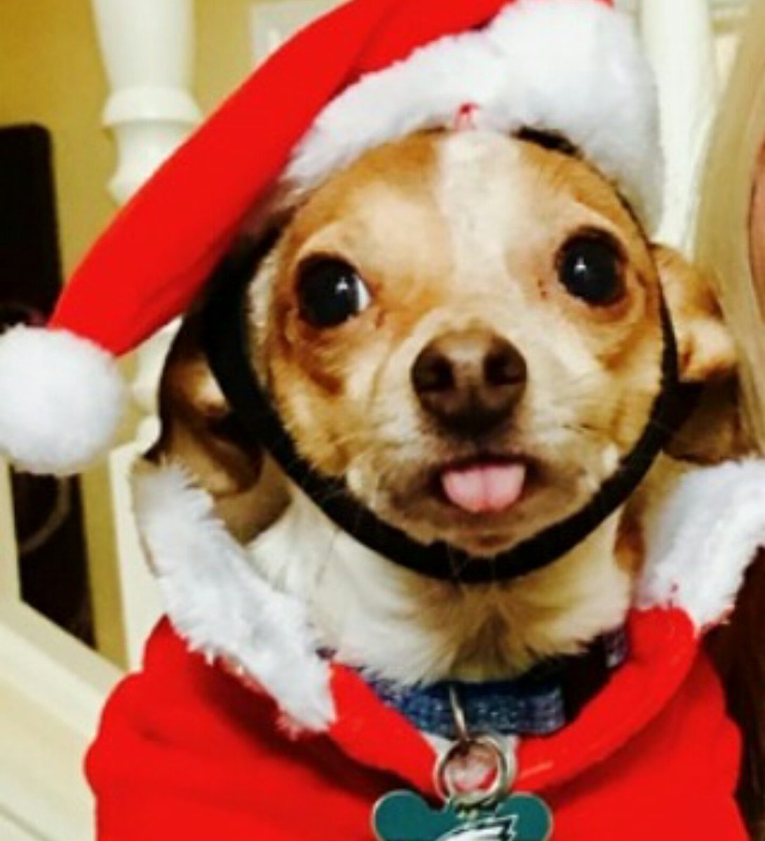 PawPartyBox's tweet image. Irving says Merry Christmas! #funinabox #petgiftbox #dogsoftwitter #ChristmasEve #holidays #holidayspirit #puppylove #puppy