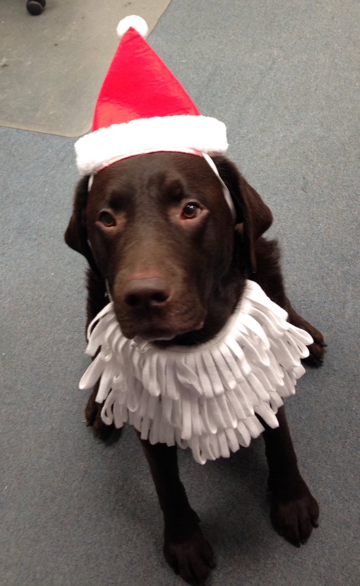 AceFlagCo's tweet photo. Santa Paws says "Ace Flag is the best place for last minute gifts!" Open today 9-12. https://t.co/Hp6BFkUI3U