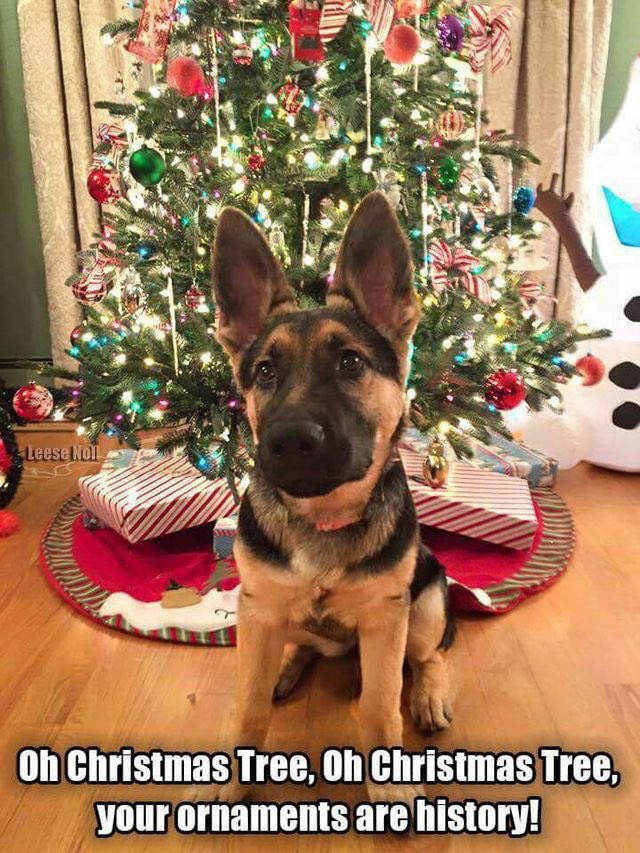 kstewskisAZ's tweet photo. #ChrismasEve #HowToOwnTheSeason https://t.co/oZdEBe5JQL