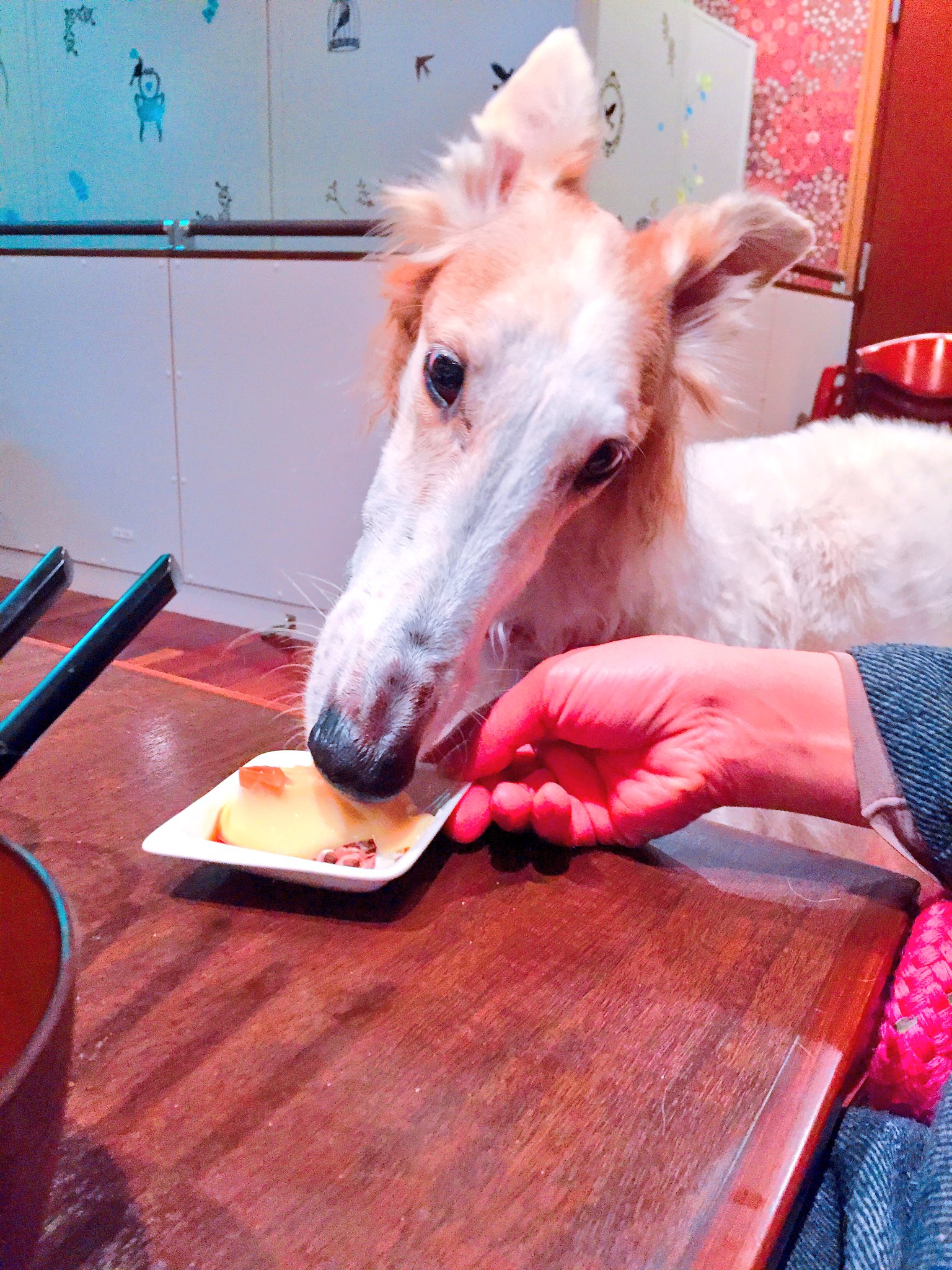 保護ボルゾイ さらたんbot Twitterren Xmasは家族でホテル 愛犬 Borzoi 犬 ボルゾイ Dog 犬バカ かわいい Rt 癒し 拡散 ファボ 大型犬 可愛い 犬ok Doghotel 天使 犬ホテル お風呂 プール 千葉 保護ボルゾイ さらたんbot Twitterren Xmasは家族でホテル 愛犬 Borzoi 犬 ボルゾイ Dog 犬バカ かわいい Rt 癒し 拡散 ファボ 大型犬 可愛い 犬ok Doghotel 天使 犬ホテル お風呂 プール 千葉