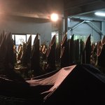 最終兵器かなｗ出荷を待つ門松の山が武器みたいでちょっとワクワクする!