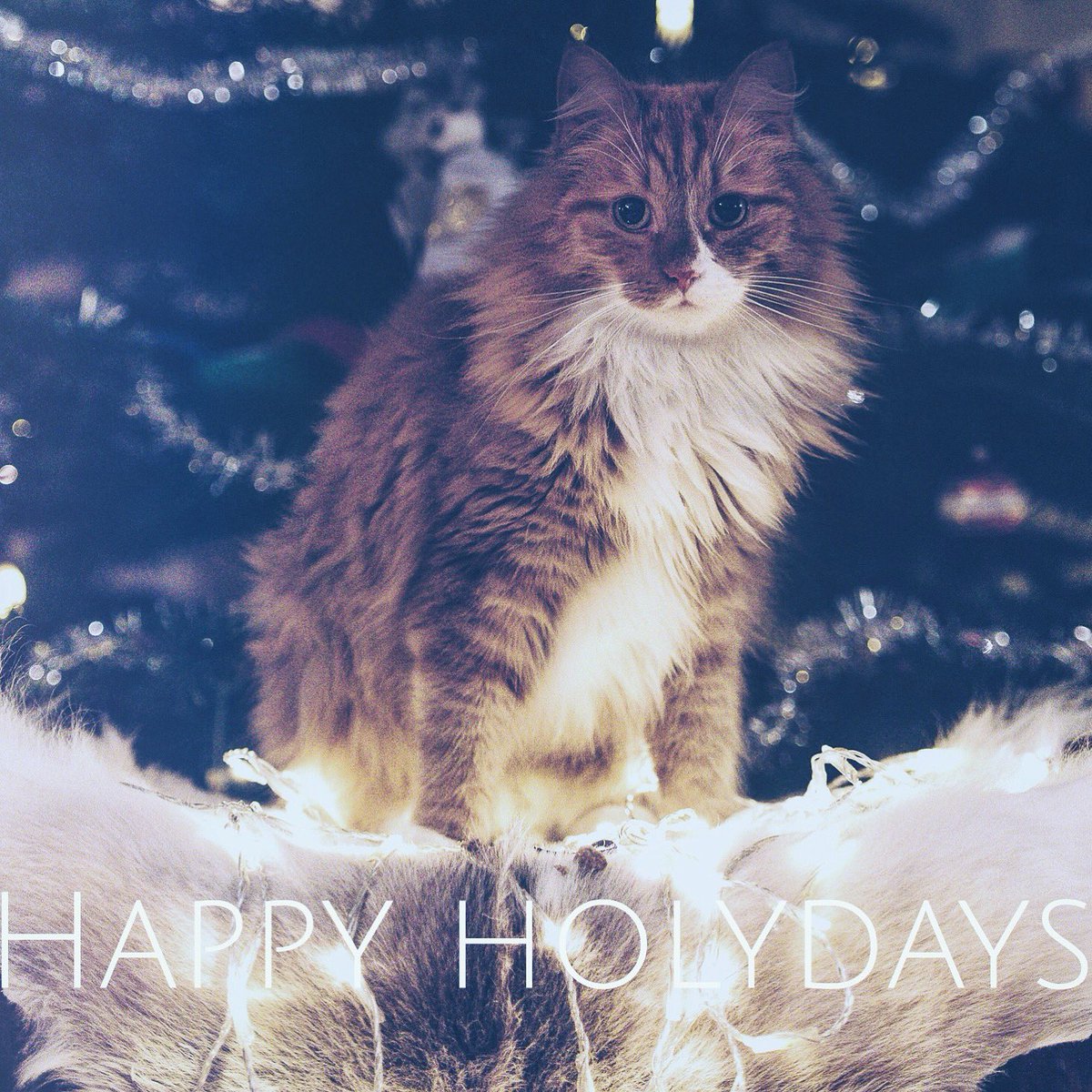 arcticlapse's tweet photo. Wish you all happy holydays 🎅🏼https://t.co/gmRRYiBI1A https://t.co/G2NJgfxOsU