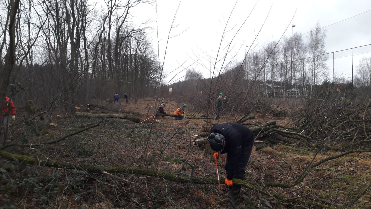 snortikker's tweet photo. @StichtingIKL Hakhoutbrigade Meinweg zaagt nog enkele acacia om @InvasieveExoten , weer meer leefgebied voor gladde slang in @npdemeinweg https://t.co/LGsu43qeba