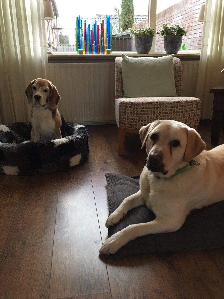 keeperlabrador's tweet photo. My best friend in the whole world @DexTheBeagle is visiting for a #Christmassleepover https://t.co/B7UKua6AQS