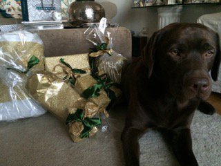 whereisarchie's tweet photo. When can I finally start to destroy all these nicely wrapped presents 🎁 😎Merry Christmas 🎅🏻🎄🎉#Merrychristmas #happydogs #labradoroftheday https://t.co/SDjcjbmVjY