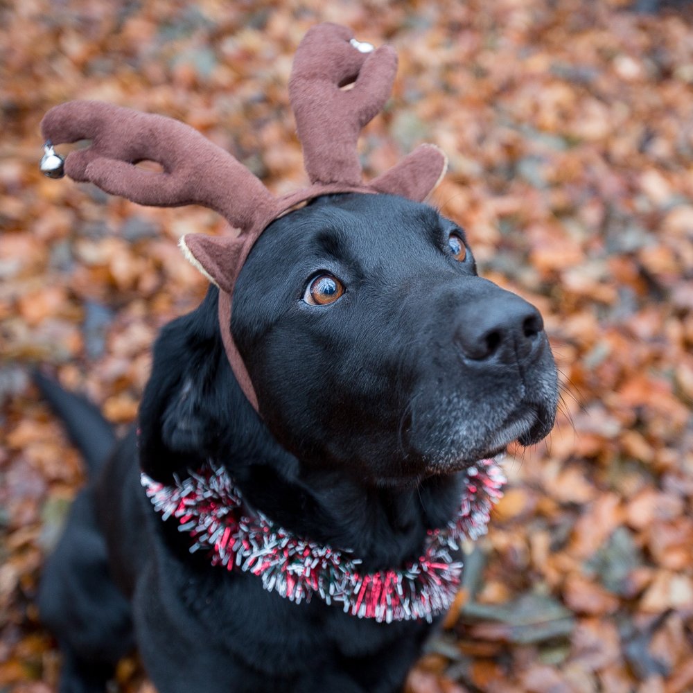 nottspolice's tweet photo. Whilst our officers are working over the festive period to keep you safe, Gromit has broken up for Christmas and is waiting for 'Santa Paws' https://t.co/E8Towp4UC0