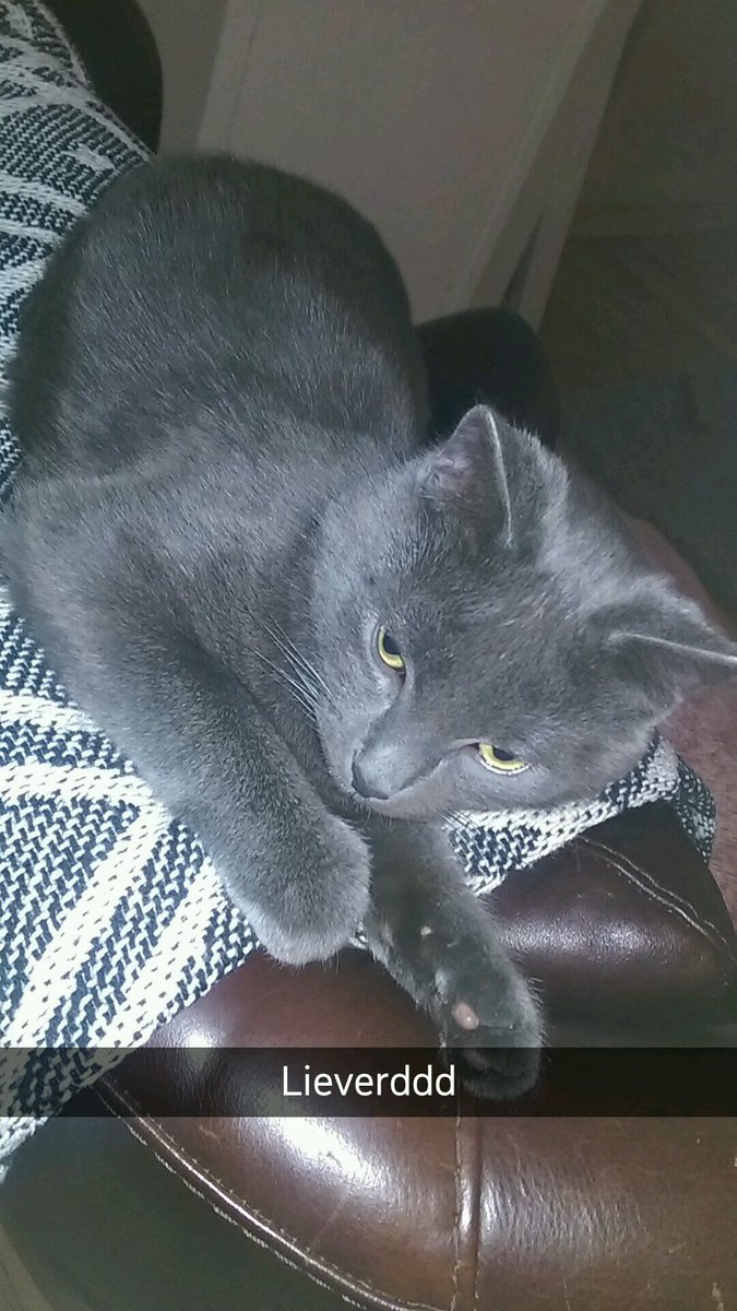 Diesel ligt lekker

Diesel#liefde#beautyfullkitten#sweet