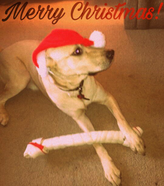 Merry Christmas Eve! #PicsArt  https://t.co/RYcENaHwFq https://t.co/59C3KnD2lO<a href="/tag/picsart"class="tags">#PicsArt</a>