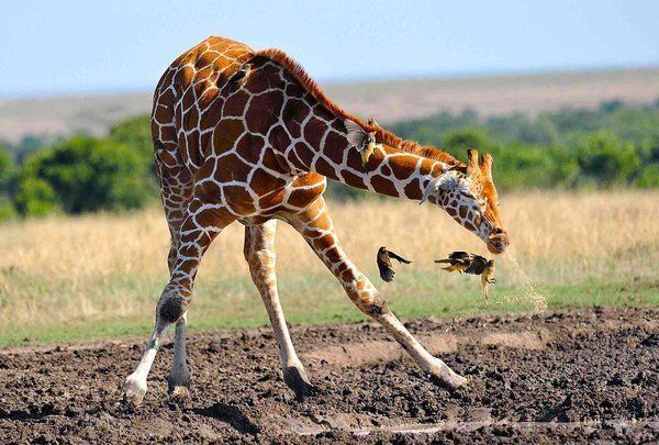 rybotics's tweet photo. A giraffe mid-sneeze. Photo by  Arnaud Germain https://t.co/NZ33VGC42k