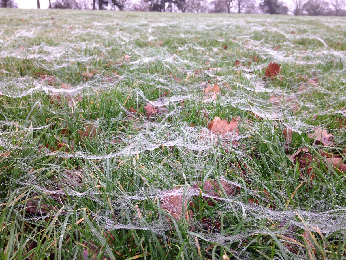 jonniewalks's tweet photo. Well it looks like a no show from the snow again - but these few drenched cobwebs still look lovely! Happy Yule from https://t.co/N1cZCD1jVz https://t.co/HXHfeytsuP