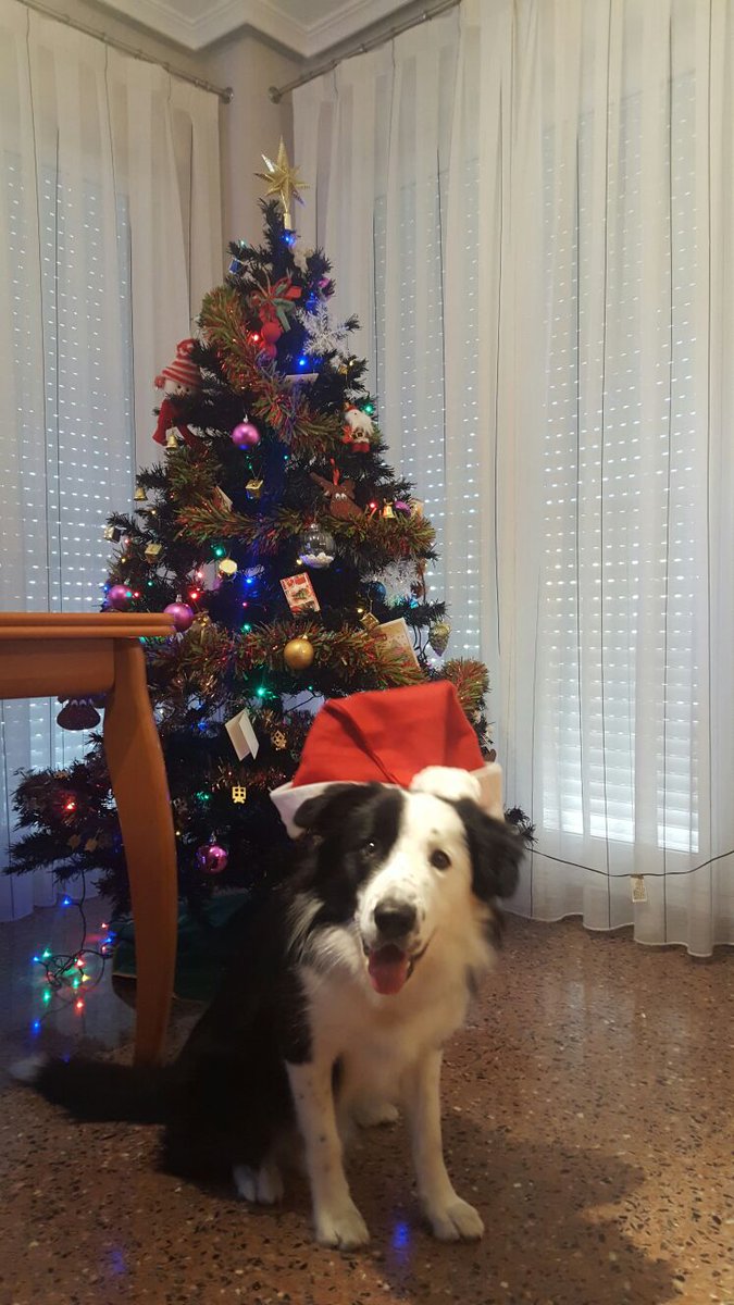 Feliz Navidad! #AmorPorLosAnimales #bordercollie #mascotas #Perronavideno