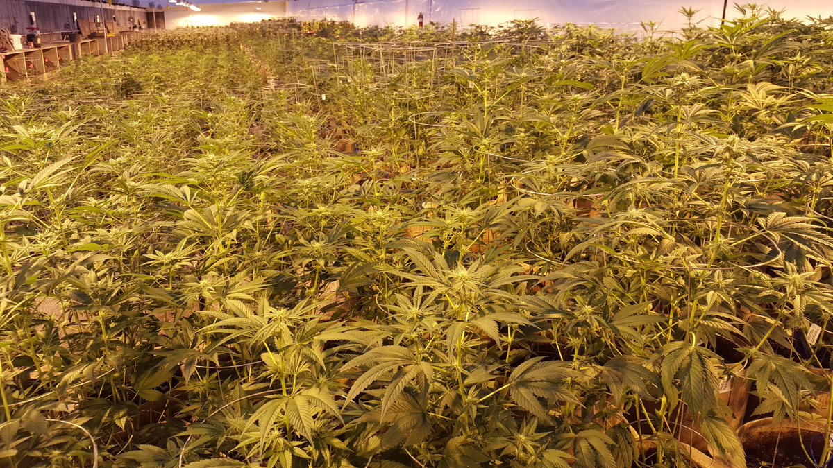 GroGeoLLC's tweet photo. 20° - np = grogeo @hybridgreenhouse@grows@cannabis@bestbuds@weed@sexyladies https://t.co/5US7rwdb8x