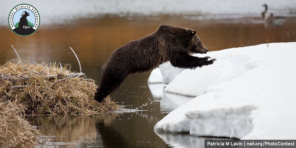 NWF's tweet photo. Looks like this bear knows the tradition of jumping into a fresh, new year. 🐻 Happy New Year! 🎉 https://t.co/qyhAMIJjWm