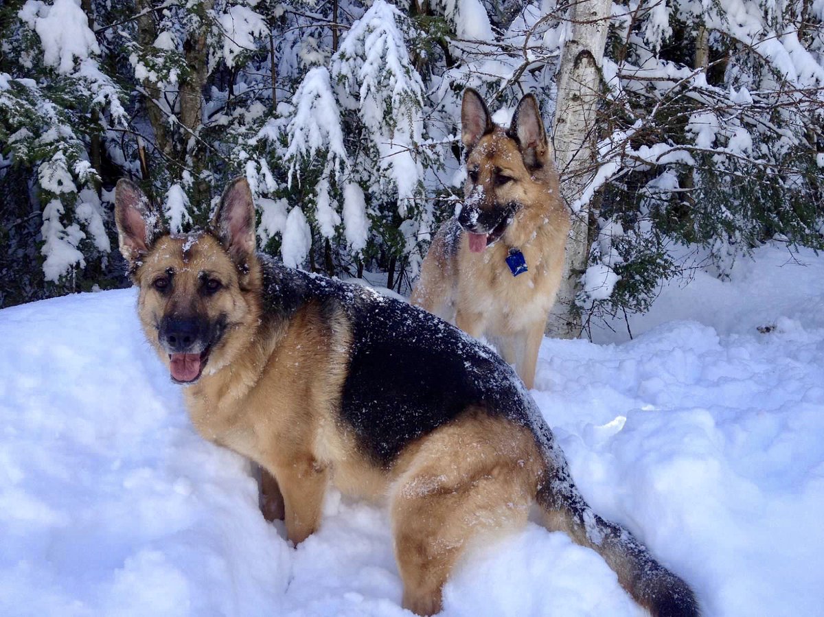 #Maine #ChristmasEveDay #GermanShepherds #Snow #TheGerms