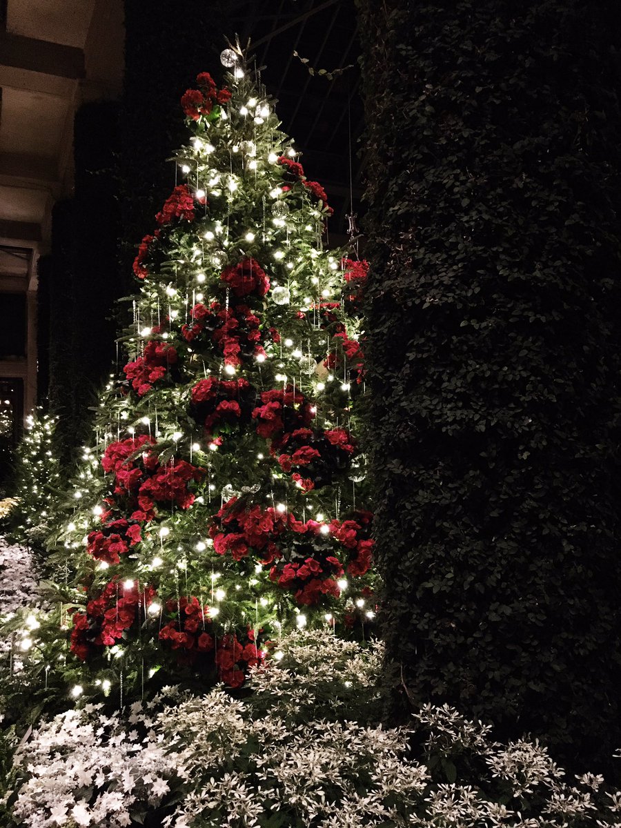 izzieandsky's tweet photo. we hope everyone has a happy christmas and holiday weekend ✨ https://t.co/F9AiIYtCV9