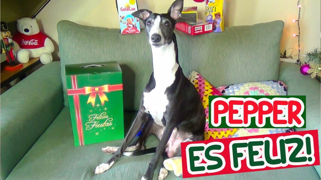 FDoficial's tweet photo. NUEVO VIDEO! ⭐️⭐️
Pepper es el whippet mas feliz en Navidad https://t.co/HuWLdfURDk 🐶❤🎄🎉🎁 #NavidadFD https://t.co/j6H4ZobgRq