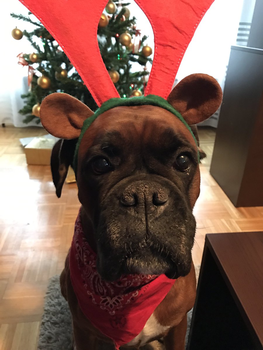 Merry hou hou vsi! 🎄💫🐾☺