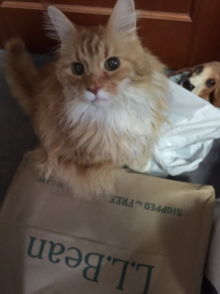 berryjooks's tweet photo. #HowPetsCelebrateTheHolidays #SantasLittleHelpers #LLBean #mainecoon #packagefromhome https://t.co/qGPd8eUMst