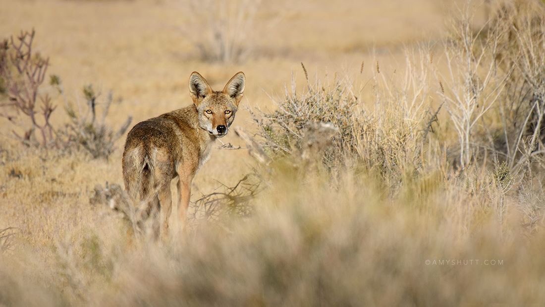 canidproject's tweet photo. Coyote in the Mojave Desert, CA //photo @amyshuttphoto  // https://t.co/MeySLTM308
#canidproject #coyote https://t.co/R1cZVBKgpK