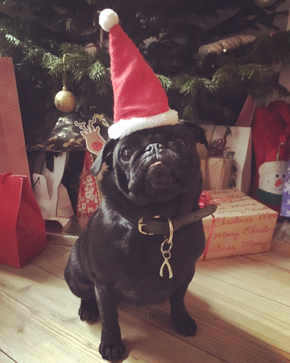 islingtondogs's tweet photo. Merry Christmas Eve! 🎄 #frankiepug https://t.co/K3b2ihSNM6