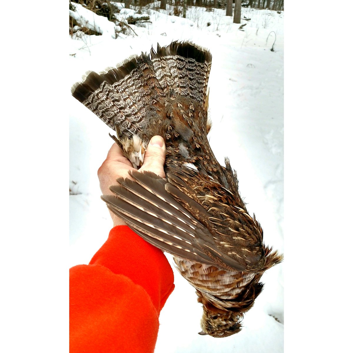 mattsoberg's tweet photo. Christmas bird. Merry Christmas all! Will be good hors d'oeuvres for game day. #RGS_AWS #vikesvspack https://t.co/ozg936wQ6j