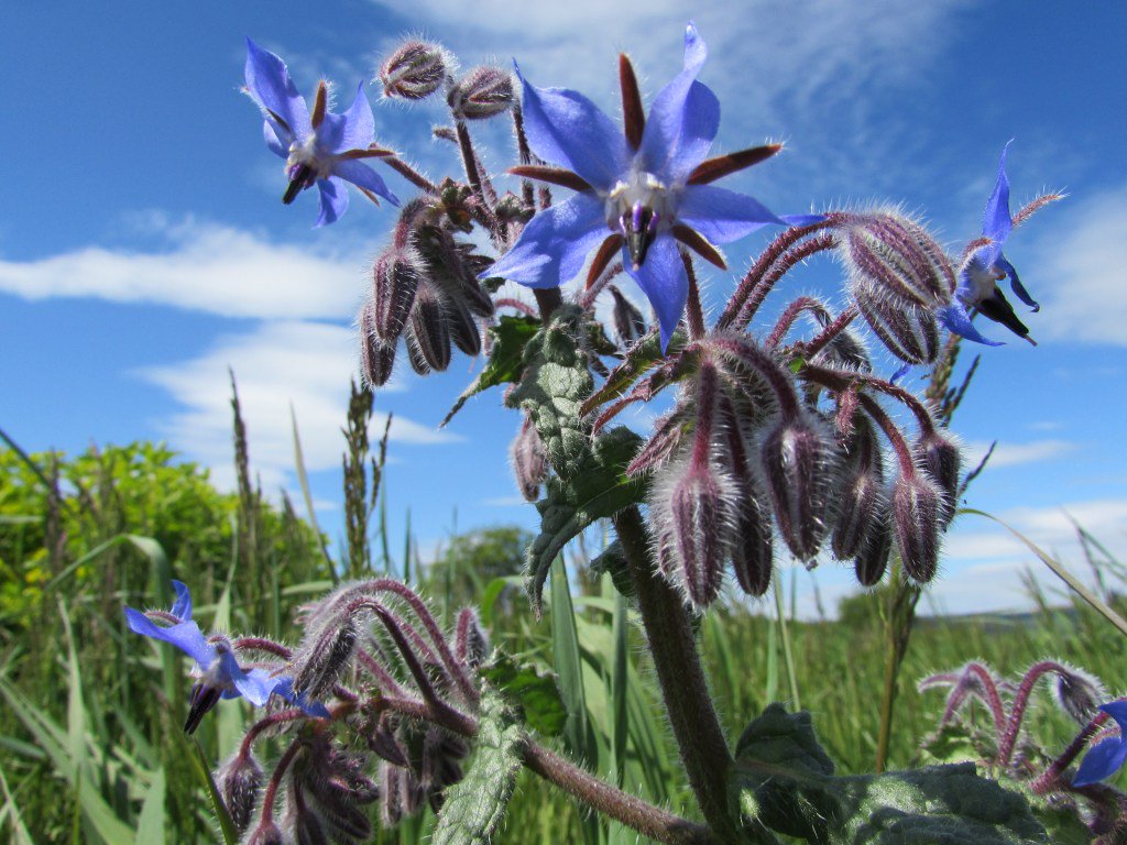 meadowsweetorg's tweet photo. A year in herbs! https://t.co/pfXBhtAvza https://t.co/SlJuIyTeN2