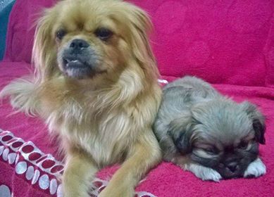 Pekinez cinsi (soldaki) kopus Denizli'de kaybolmustur. Gorenler icin irtibat: 05531421858