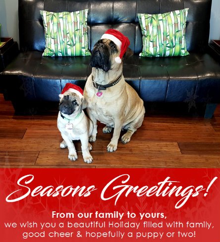 BambooInnovate's tweet photo. Seasons Greetings from Santa's Little Helpers and the team at Bamboo Innovations! https://t.co/CpvcpEy0e1