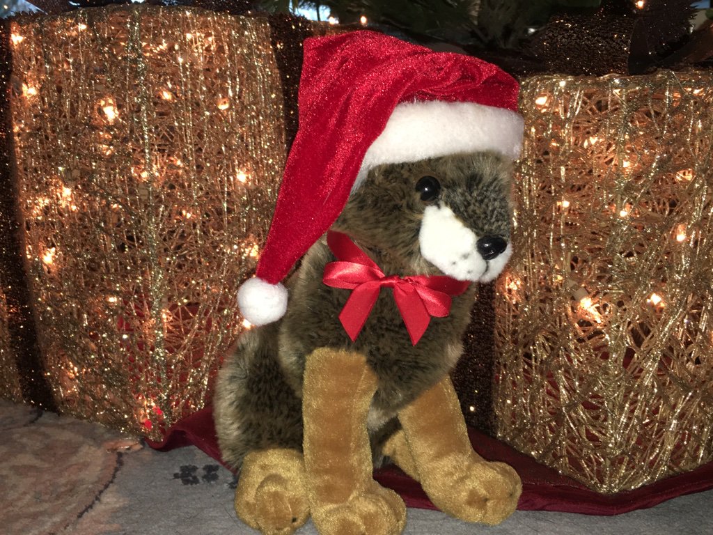 MuseumCoyote's tweet photo. Wishing everyone peace, joy and lots of fuzzy #friends this holiday season! #HappyHolidays #coyotes #wolverines @LiveGulo @AltaWolverine 🐺🐾💝 https://t.co/hA7SRAS8dT