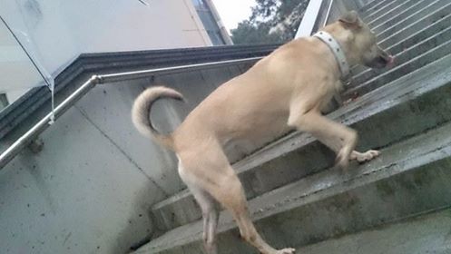 Istanbul Teknik Universitesi Maslak kampusunde tasmali kopek gorulmustur.