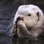 須磨海浜水族園のラッコの肉球…可愛すぎて悶絶するレベル!