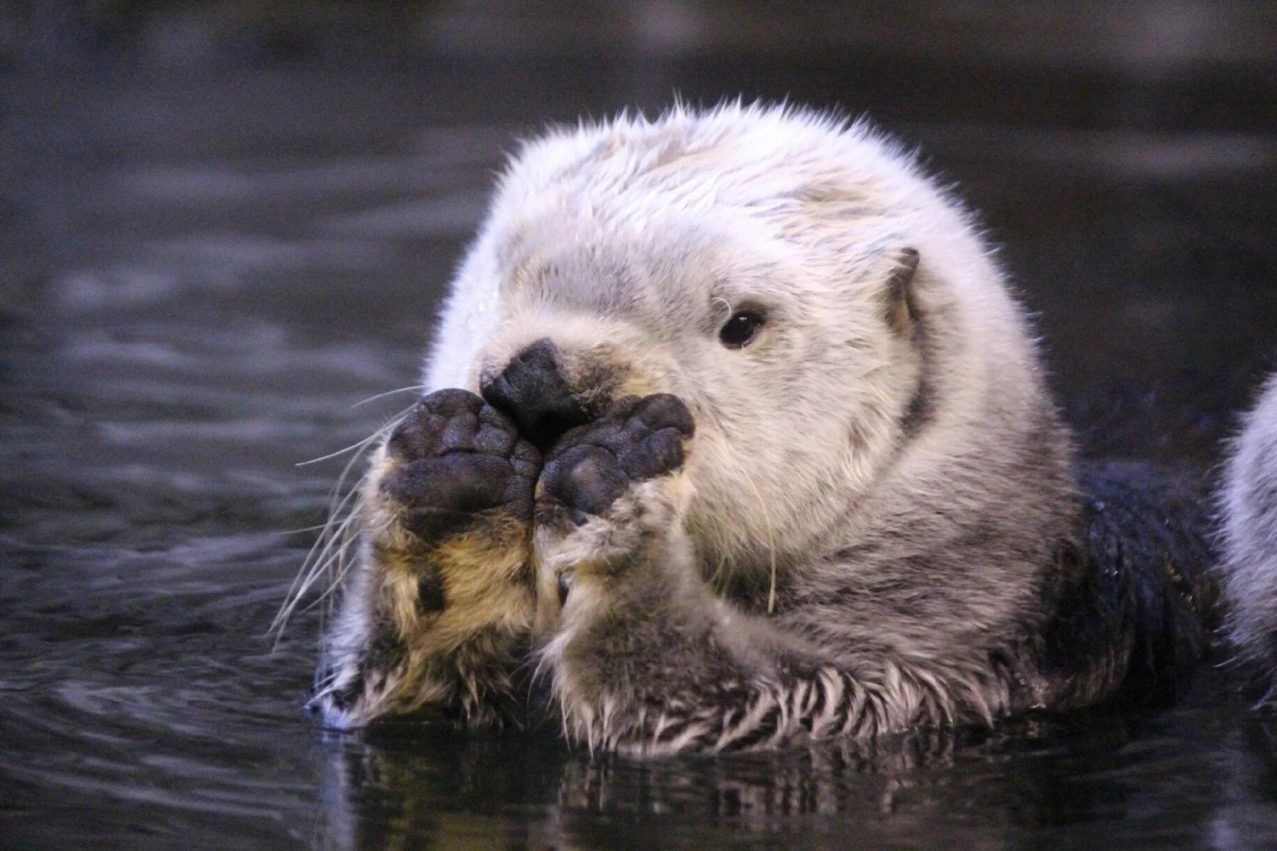 須磨海浜水族園のラッコの肉球…可愛すぎて悶絶するレベルｗｗｗ
