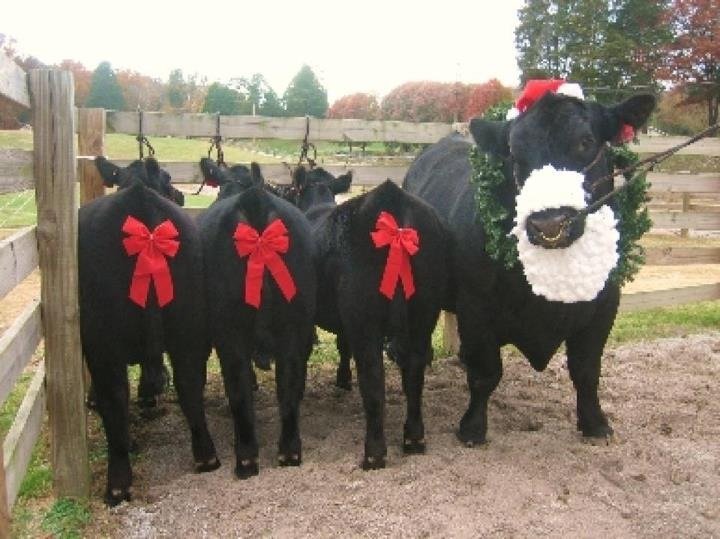 FilsonEquipment's tweet photo. What's udder your Christmas tree? https://t.co/un5Z1q7mLg