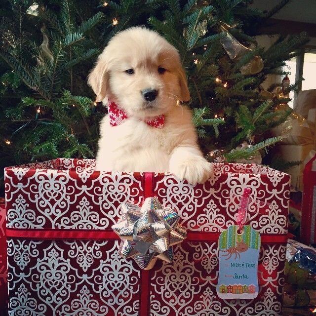 Alextrxm's tweet photo. - tu rêves d'avoir quoi pour noël ?
- un iphone et toi ?
moi: https://t.co/cyhpMDPlUX