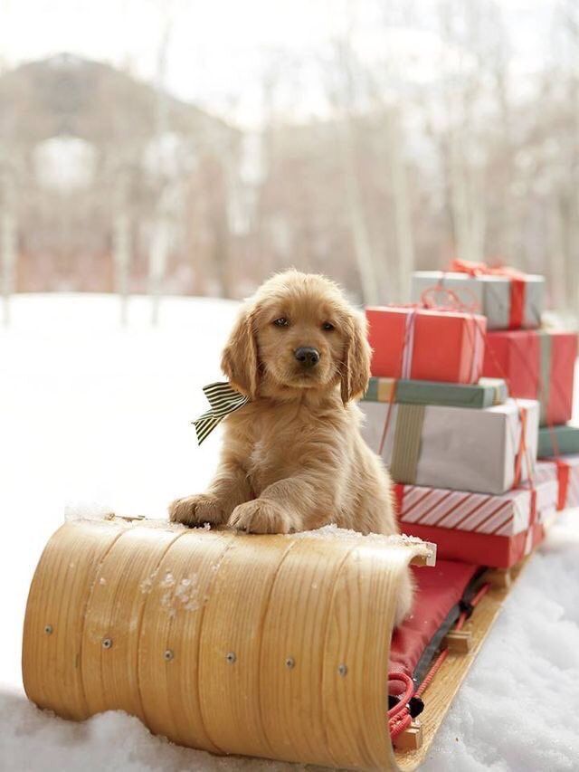 Alextrxm's tweet photo. - tu rêves d'avoir quoi pour noël ?
- un iphone et toi ?
moi: https://t.co/cyhpMDPlUX