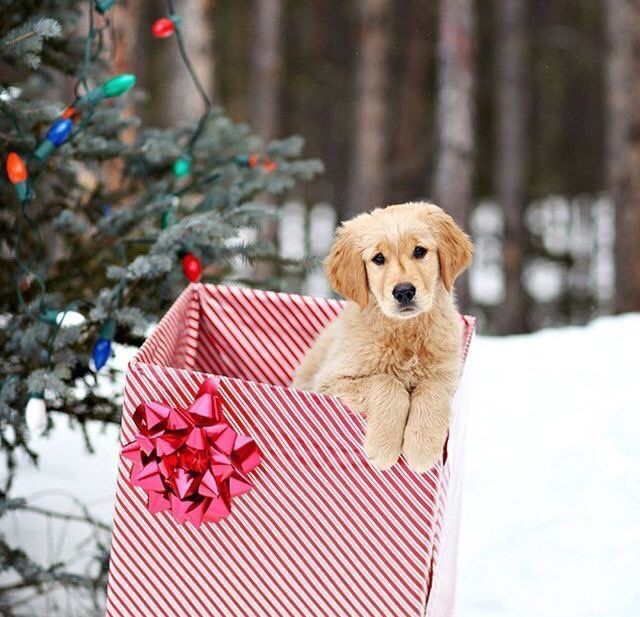 Alextrxm's tweet photo. - tu rêves d'avoir quoi pour noël ?
- un iphone et toi ?
moi: https://t.co/cyhpMDPlUX