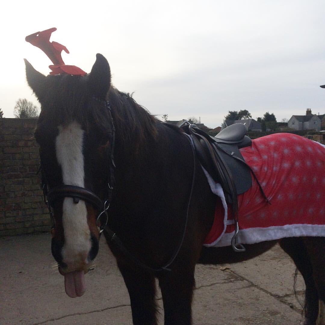 This cheeky chap loves his Christmas hack! Merry Christmas from MMU Equestrian 🎄🎅🏻#ChristmasEve #christmas #christmaspony