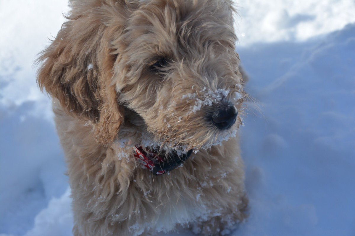 peytonkilburn's tweet photo. can we please take a moment for this puppy. https://t.co/O3ti3bcqe4