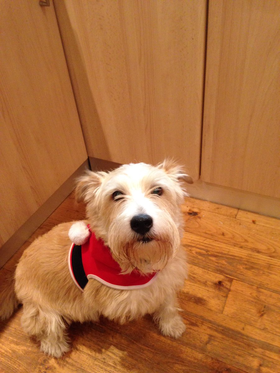 IAmTobyTheDog's tweet photo. Woof
Merry Christmas you filthy animals
#nothomealone
#festiveoutfit https://t.co/tl9Qy5prRe