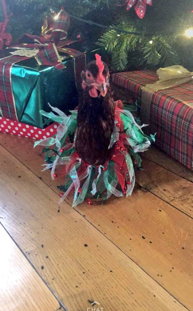 jcuchiomega's tweet photo. #keepingupwithchio our sister @allieharris_ is playing dress up with her moms chickens https://t.co/dXZbqLYWX1